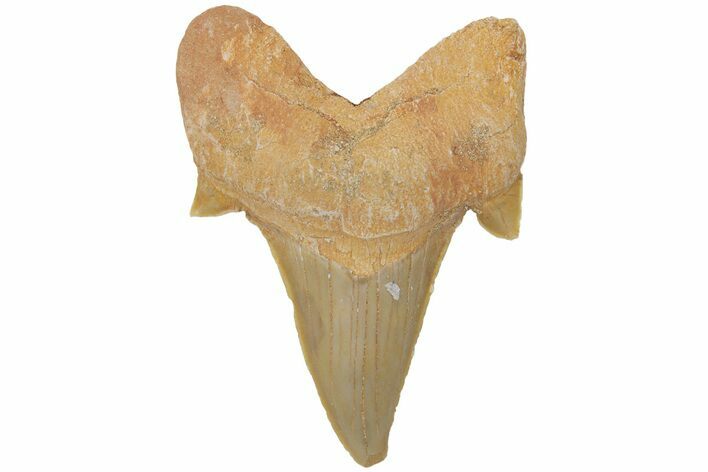 Fossil Shark Tooth (Otodus) - Morocco #211900